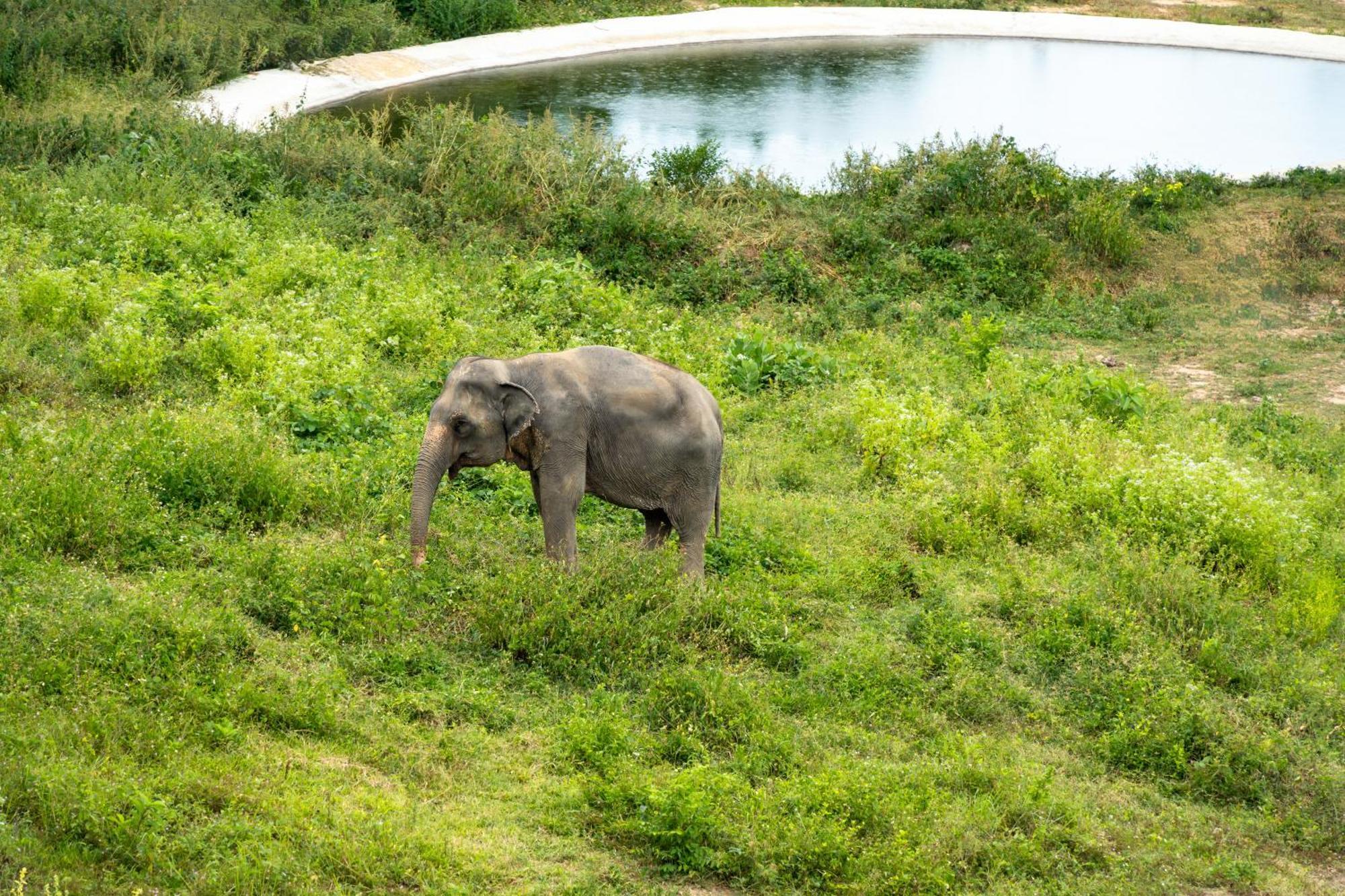 Wild Cottages Elephant Sanctuary Resort Amphoe Koksamui Bagian luar foto
