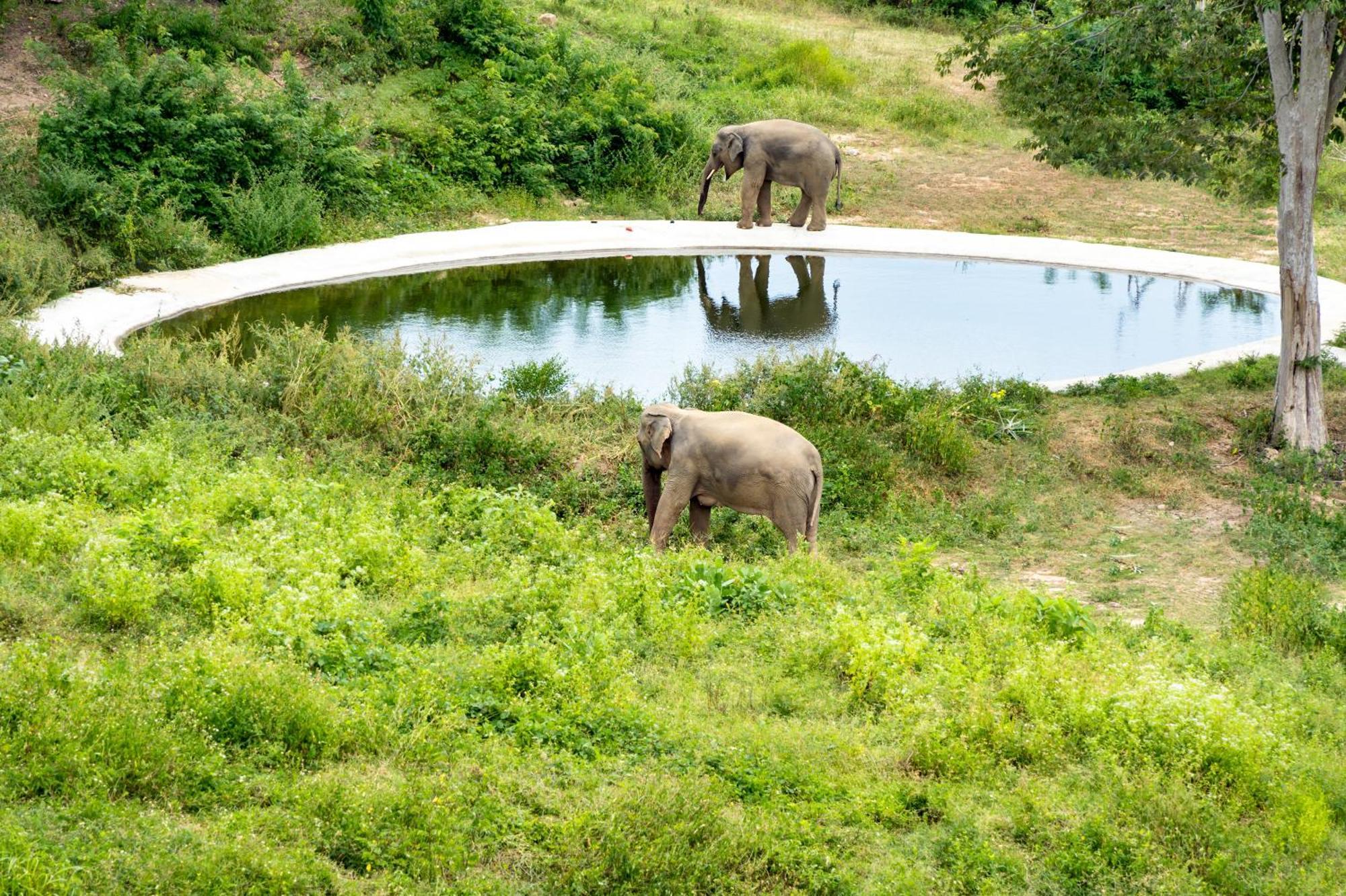 Wild Cottages Elephant Sanctuary Resort Amphoe Koksamui Bagian luar foto