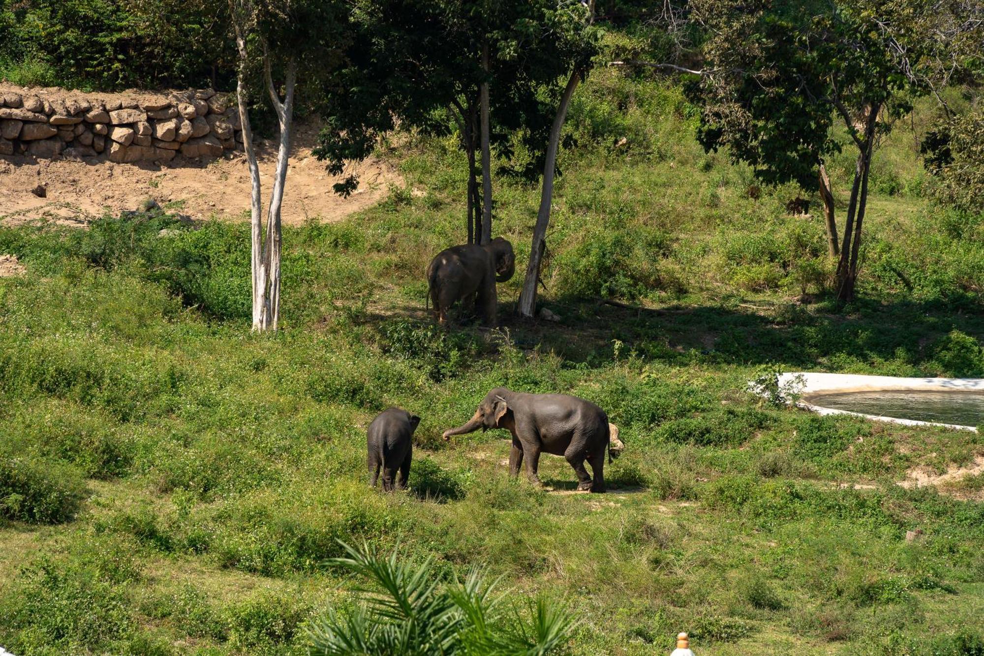 Wild Cottages Elephant Sanctuary Resort Amphoe Koksamui Bagian luar foto