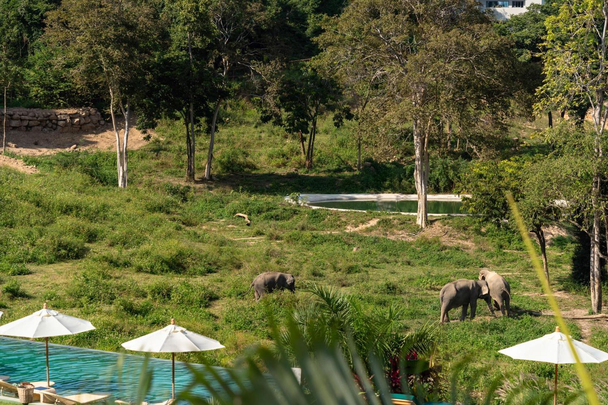 Wild Cottages Elephant Sanctuary Resort Amphoe Koksamui Bagian luar foto