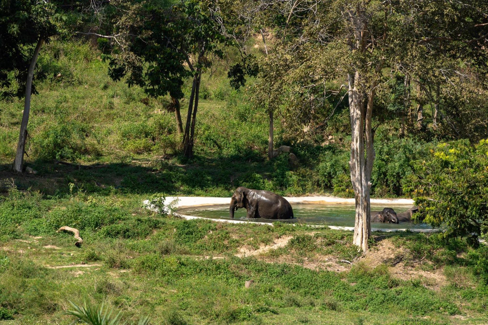 Wild Cottages Elephant Sanctuary Resort Amphoe Koksamui Bagian luar foto