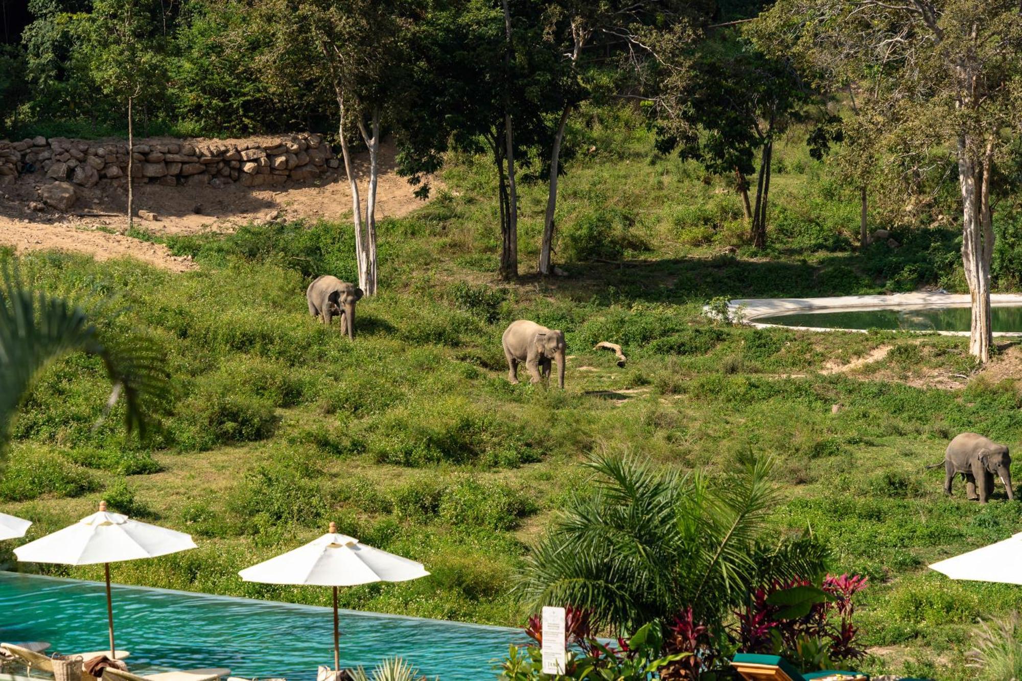 Wild Cottages Elephant Sanctuary Resort Amphoe Koksamui Bagian luar foto