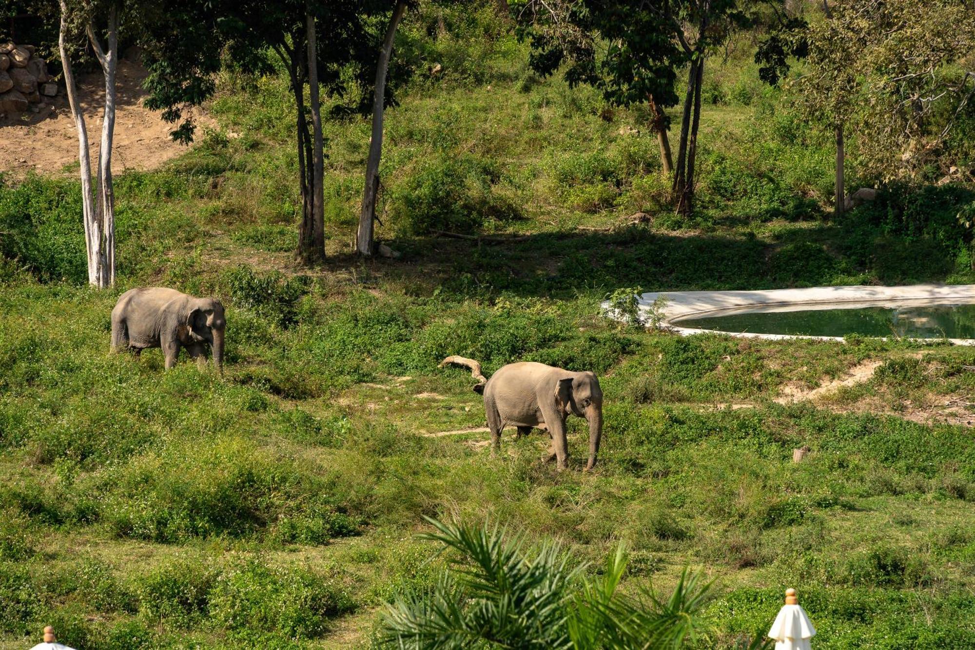 Wild Cottages Elephant Sanctuary Resort Amphoe Koksamui Bagian luar foto